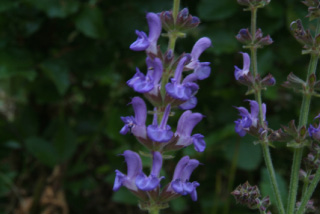 Salvia transsylvanicaRoemeense salie bestellen